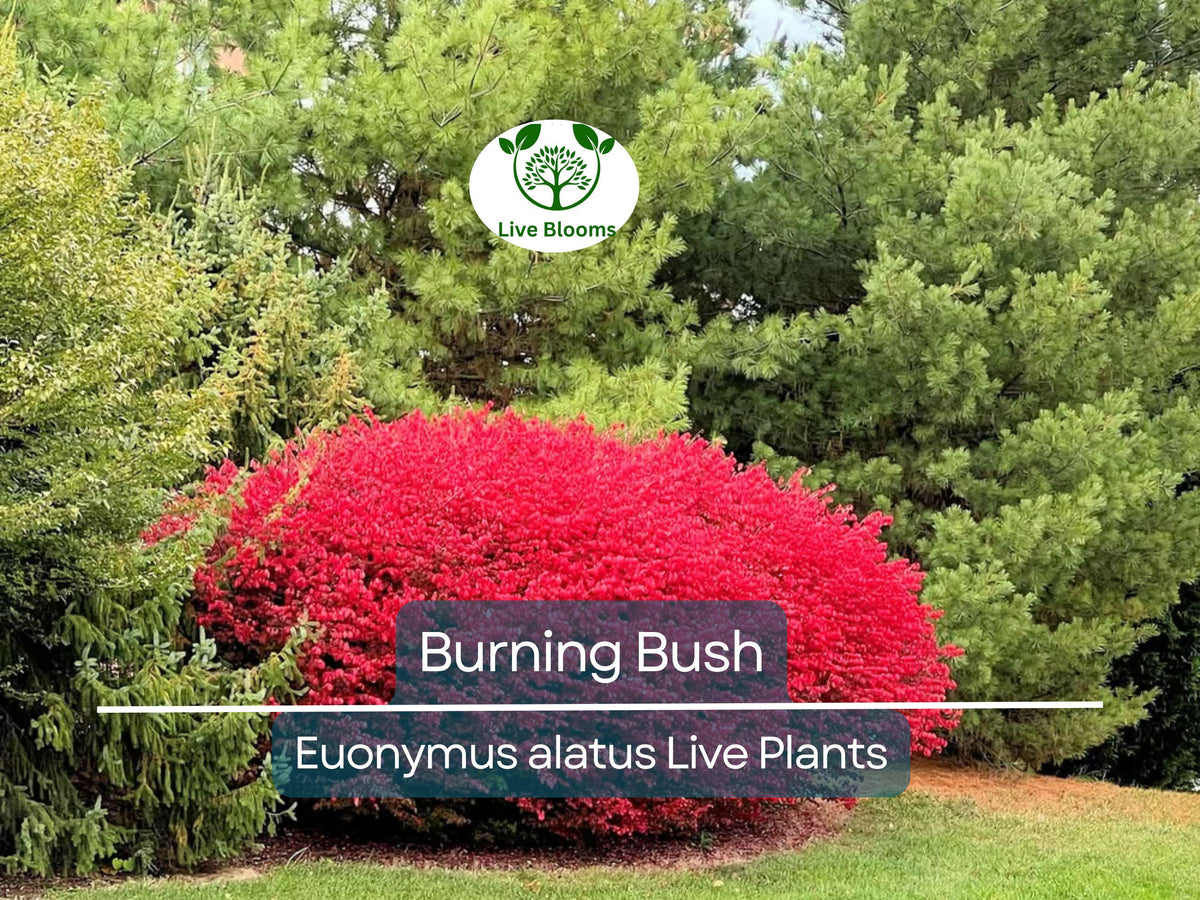 Burning Bush Live Plant – 3 Inch Rooted Euonymus Alatus Shrub with Vibrant Fall Red Foliage, Ornamental Hedge, Low Maintenance