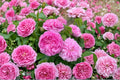 Damask Rose Cuttings - Rosa damascena - Fragrant Garden Rose for Planting and Propagation