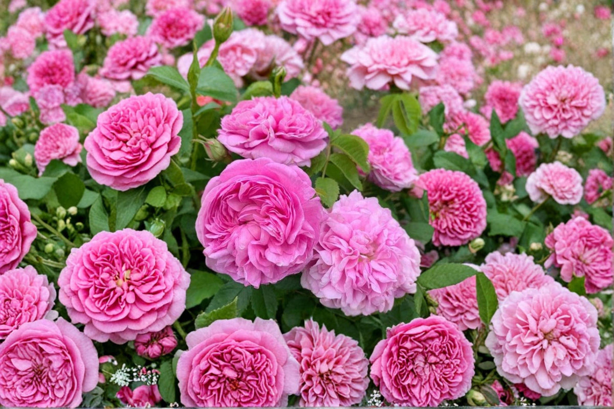 Damask Rose Cuttings - Rosa damascena - Fragrant Garden Rose for Planting and Propagation