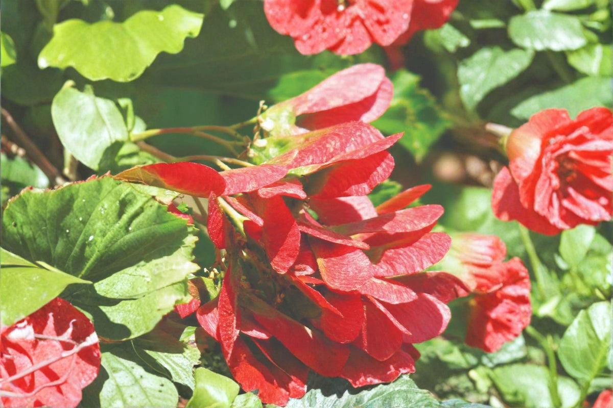 Tatarian Maple Seeds, Acer tataricum, Ornamental Tree with Red Wings, Deciduous Shrub, Fall Foliage, 10 Seeds