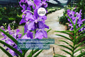 Papilionanda Ernest Chew Cerulean Treasure Orchid Flowering Size Light Blue Blooms Tropical Orchid