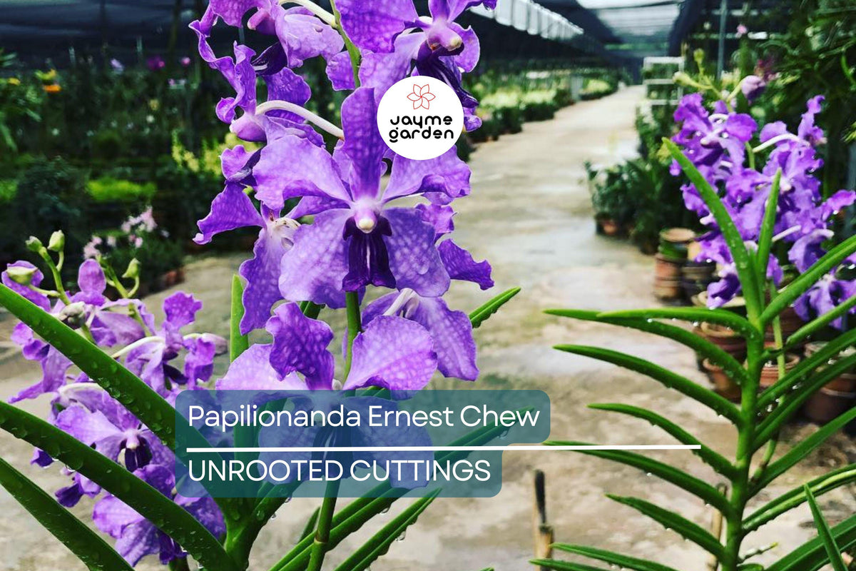 Papilionanda Ernest Chew Cerulean Treasure Orchid Flowering Size Light Blue Blooms Tropical Orchid