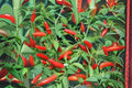 Chile Piquin Hot Pepper Seeds – Compact Capsicum annuum for Salsas, Hot Sauces, Drying, 25 Seeds