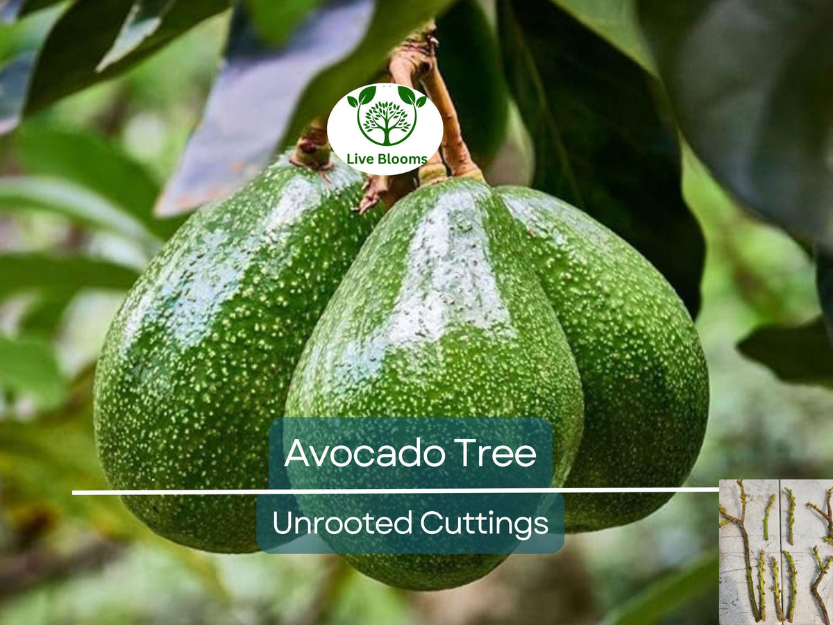 Rare Cleopatra Avocado Unrooted Cuttings - Wax Dipped Grafting Scions for Fruit Tree Propagation, Persea americana
