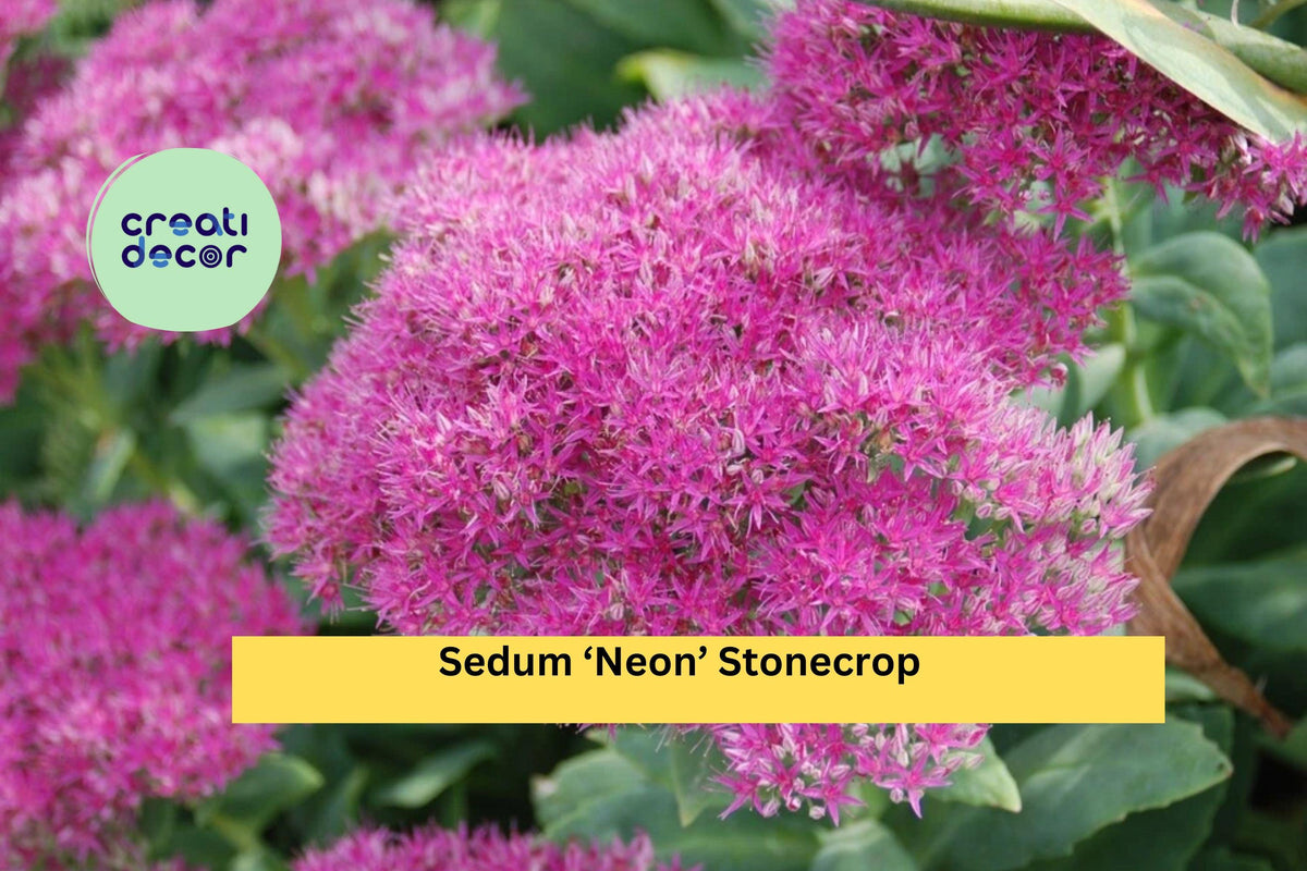Sedum ‘Neon’ Stonecrop Live Starter Plant | Bright Pink Flowers | Hardy Perennial Succulent for Garden Beds & Containers