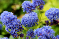 Ceanothus California Lilac Live Unrooted Cuttings – Drought-Tolerant Ornamental Shrub, Pollinator-Friendly Native Plant, 6" Propagation Set