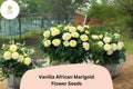 25+ Vanilla African Marigold Seeds | Tagetes erecta | Creamy White Blooms | Tall Summer Annual for Borders, Beds & Cut Flowers