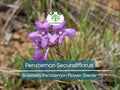 100 mg Penstemon Secundiflorus Seeds | Sidebells Penstemon Wildflower for Gardens, Xeriscaping & Pollinator Gardens