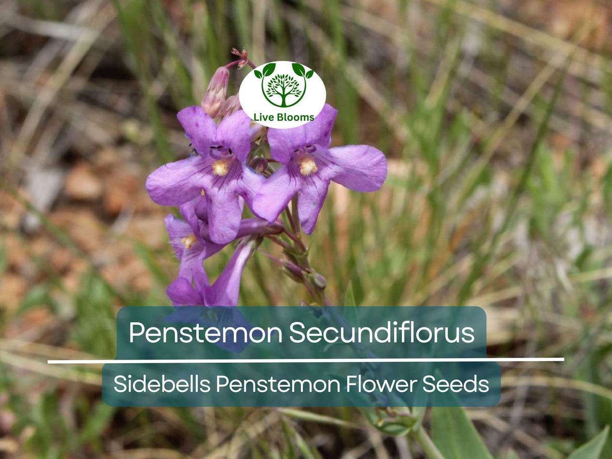100 mg Penstemon Secundiflorus Seeds | Sidebells Penstemon Wildflower for Gardens, Xeriscaping & Pollinator Gardens