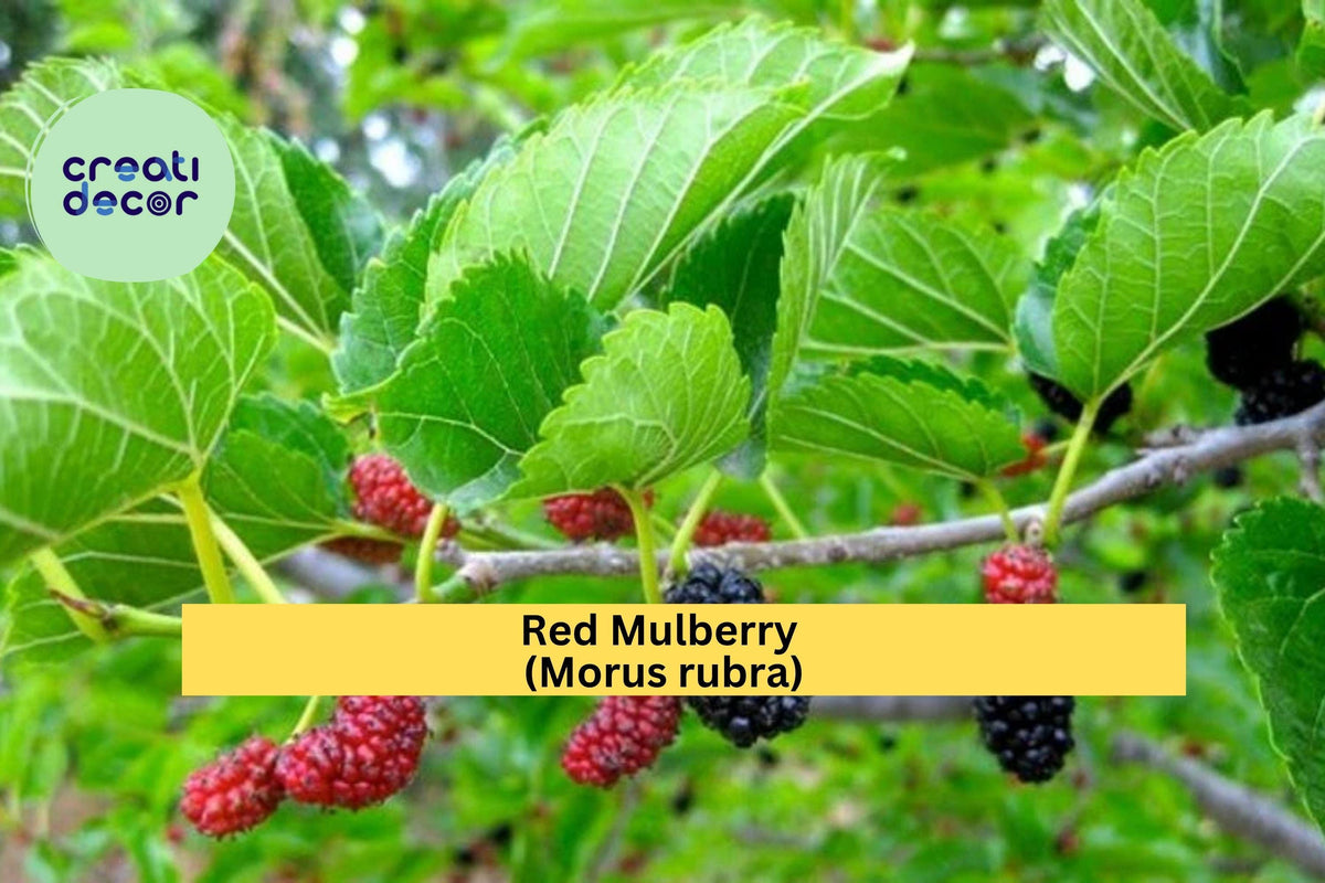Red Mulberry Tree Live Plant – Morus rubra, Edible Native Fruit Tree for Orchards & Wildlife Gardens Zones 4-9