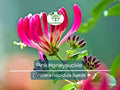 Pink Honeysuckle Seeds, Climbing Flower Vine, Fragrant Pink Blooms, Lonicera hispidula, Pollinator-Friendly, Fast-Growing Garden Plant