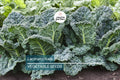 Lacinato Kale Seeds – Non-GMO Heirloom Dinosaur Kale Brassica oleracea var. palmifolia Cold-Hardy Vegetables