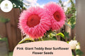 50pcs Pink Giant Teddy Bear Sunflower Seeds – Large Fluffy Double-Petal Pink Blooms, Helianthus annuus, Heirloom, Easy to Grow