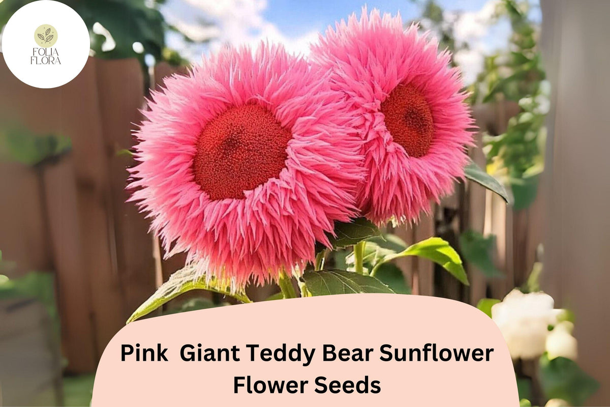 50pcs Pink Giant Teddy Bear Sunflower Seeds – Large Fluffy Double-Petal Pink Blooms, Helianthus annuus, Heirloom, Easy to Grow