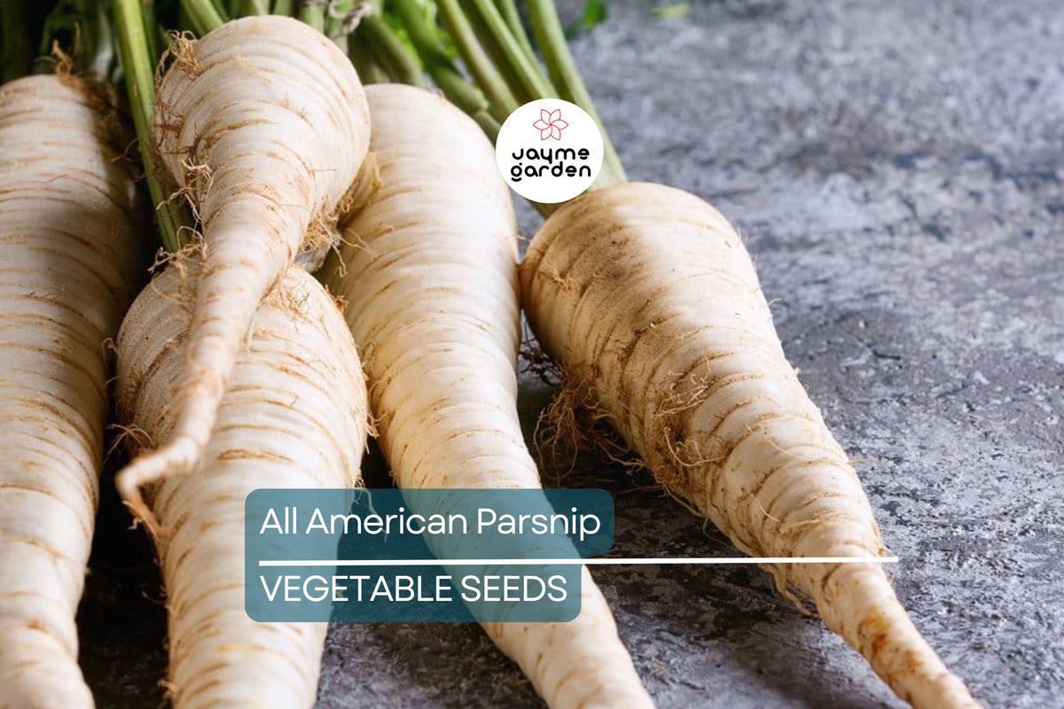 All American Parsnip Seeds – Heirloom, Non-GMO, Sweet Nutty Flavor, 10-12” Roots, Cold-Hardy Vegetable for Winter Harvest