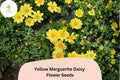 200+ Yellow Marguerite Daisy Seeds | Argyranthemum frutescens | Bright Golden Blooms for Gardens & Containers