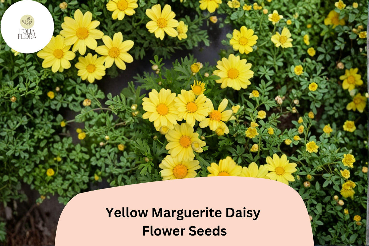 200+ Yellow Marguerite Daisy Seeds | Argyranthemum frutescens | Bright Golden Blooms for Gardens & Containers