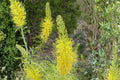 Prince’s Plume Seeds – Stanleya pinnata – Drought Tolerant Wildflower – Yellow Desert Flower – Native Perennial Plant