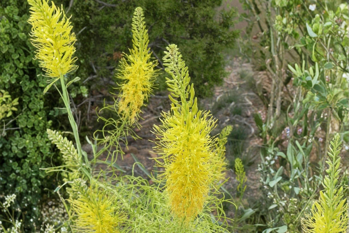 Prince’s Plume Seeds – Stanleya pinnata – Drought Tolerant Wildflower – Yellow Desert Flower – Native Perennial Plant
