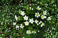 Canada Anemone Seeds – Native Wildflower for Pollinator Gardens, Ground Cover, Anemone canadensis, 100 Seeds