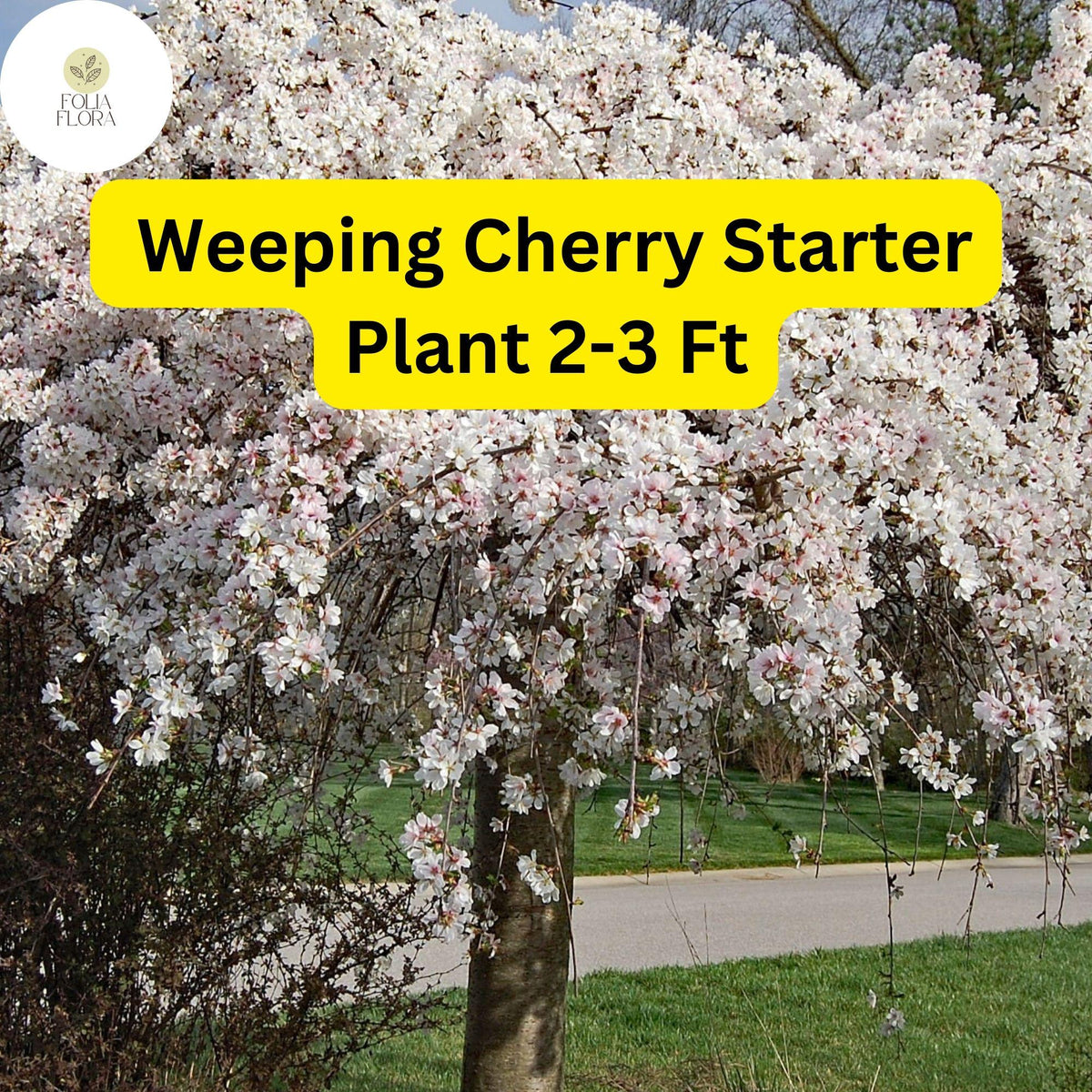 Weeping Cherry Tree Live Plant 2-3 Ft Prunus pendula Flowering Ornamental Tree for Garden Landscaping