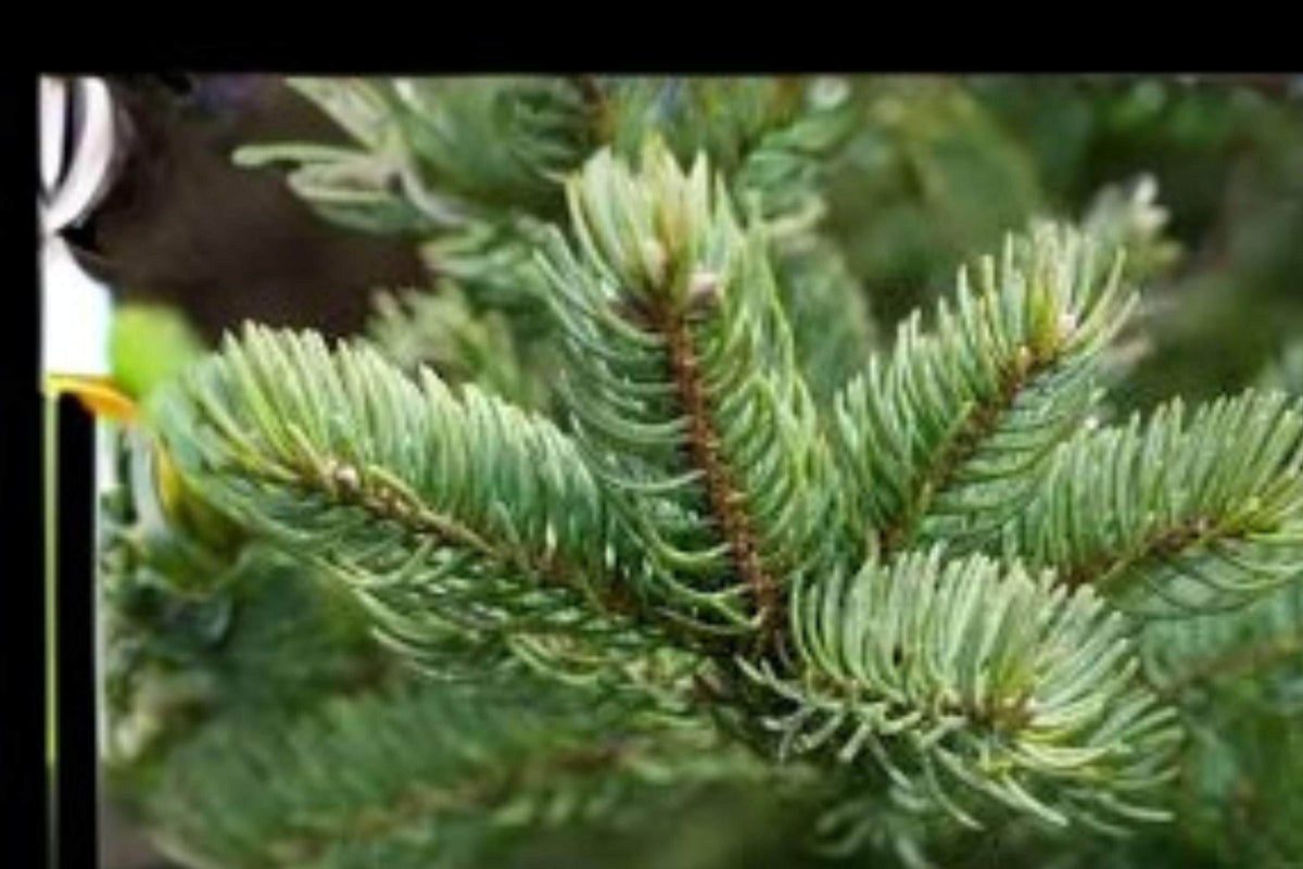 Balsam Fir Tree Seeds – Abies balsamea, Fragrant Evergreen Christmas Tree, 250 mg