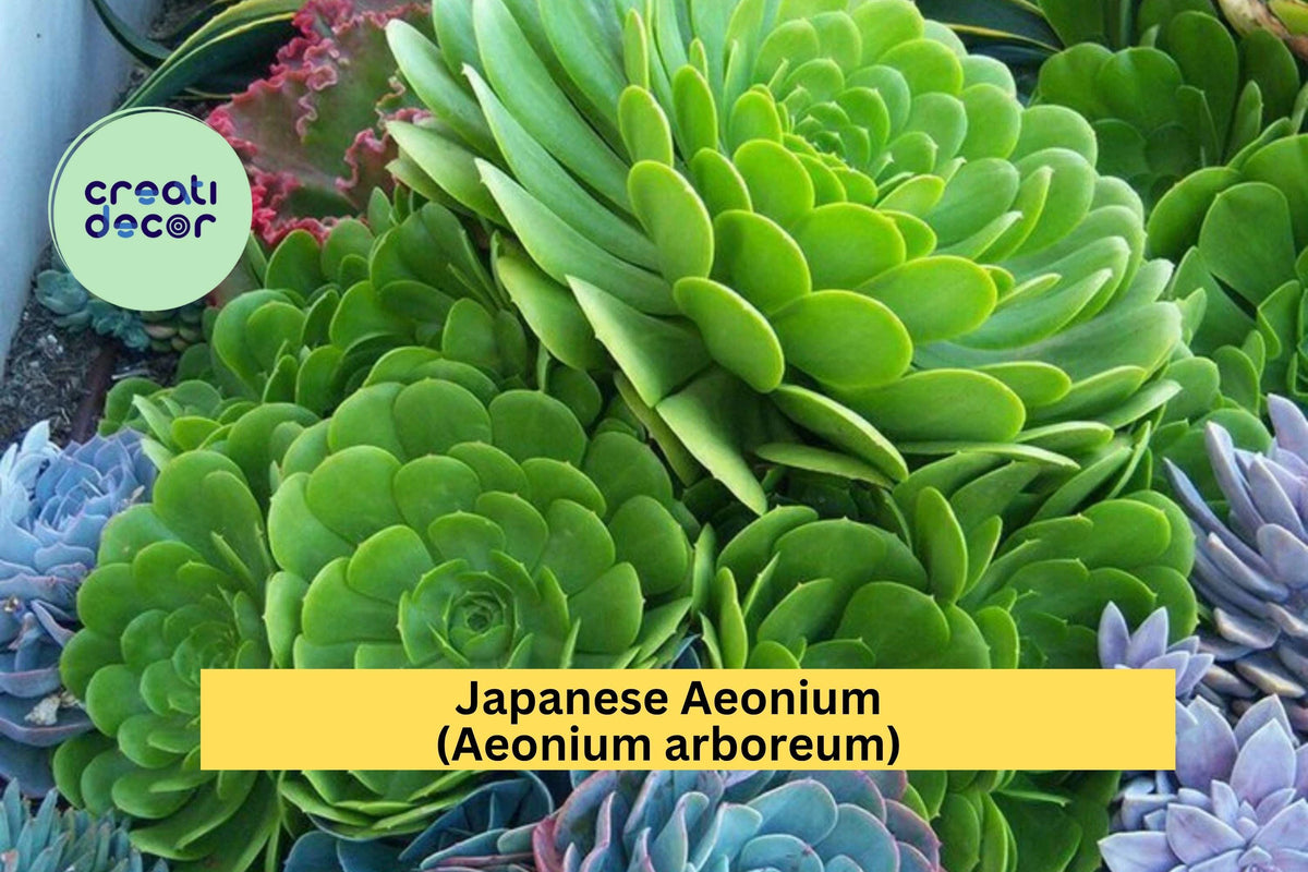 Aeonium arboreum Cutting – Rare Japanese Green Succulent – Unrooted Live Plant for Indoor & Outdoor Container Decor