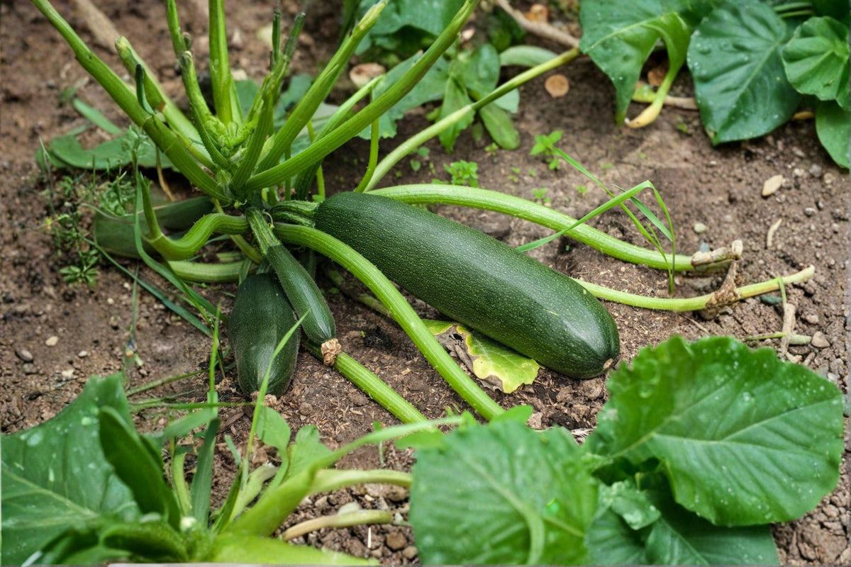 Dark Green Zucchini Seeds | Summer Squash Cucurbita pepo | Heirloom, Bush-Type, Smooth Skin, Heavy Producer