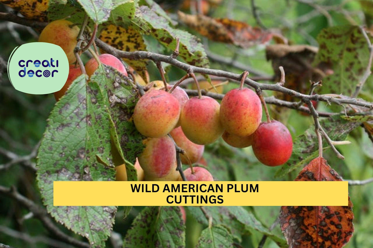 Wild American Plum Cuttings | Unrooted Prunus americana Fruit Tree Starter for Edible Landscaping & Wildlife Habitat