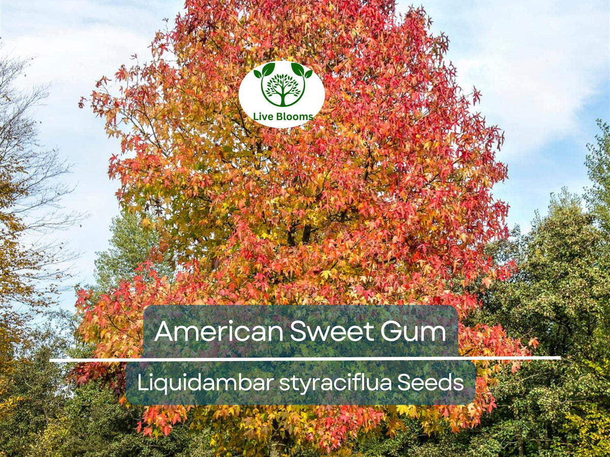 American Sweet Gum Tree Seeds – 15 Pack, Fall Colorful Hardwood for Landscaping & Shade, Liquidambar styraciflua