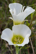 Calochortus gunnisonii Seeds | Rocky Mountain Mariposa Lily | Native Perennial Wildflower | Pollinator-Friendly Flower Seeds