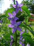 Campanula americana Seeds 500, Native Wildflower, Blue Violet Bell-Shaped Flowers, Pollinator Plant, American Bellflower