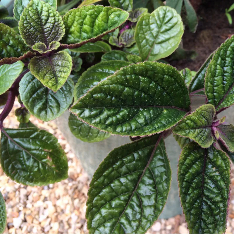 Purple Swedish Ivy Cuttings – 4 Unrooted Millionaria Propagation Starts, Purple Foliage, Trailing Vine, Indoor Outdoor Plant