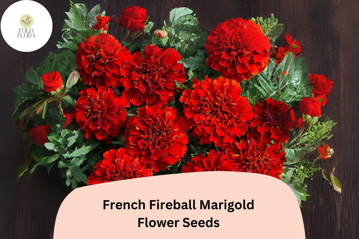 Tagetes patula French Fireball Marigold Seeds – 25+ Vibrant Red & Gold Blooms for Garden and Borders