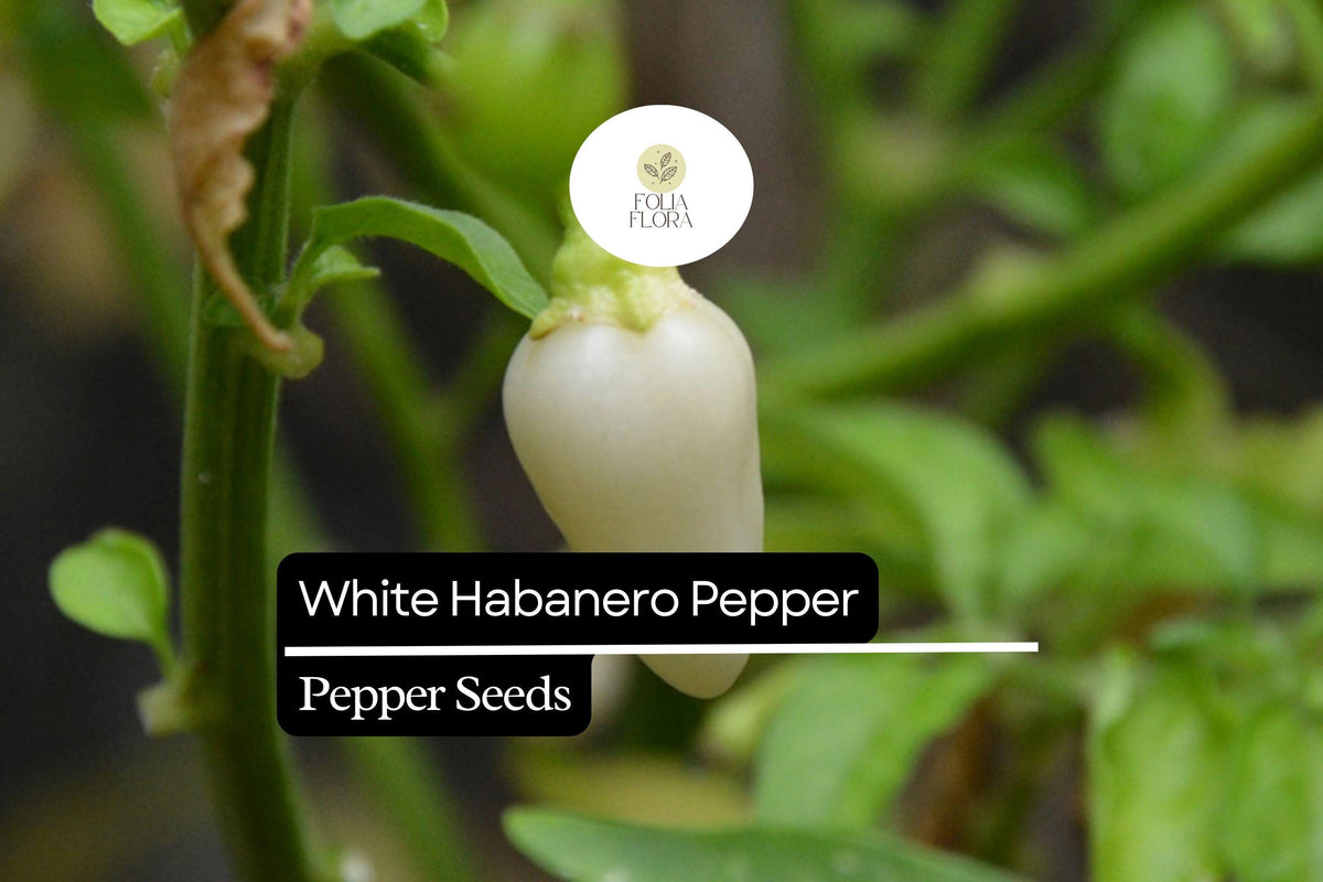 White Habanero Pepper Seeds – Rare Heirloom, Extra Spicy, Fruity Aroma, Capsicum chinense, 300,000 SHU