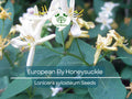 European Fly Honeysuckle Vine Seeds, Lonicera xylosteum, Native Perennial Bush, Fragrant White Flowers, Hardy Climbing Vine, Wildlife Attractant
