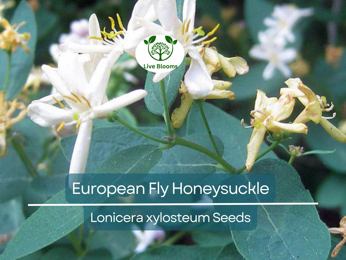 European Fly Honeysuckle Vine Seeds, Lonicera xylosteum, Native Perennial Bush, Fragrant White Flowers, Hardy Climbing Vine, Wildlife Attractant