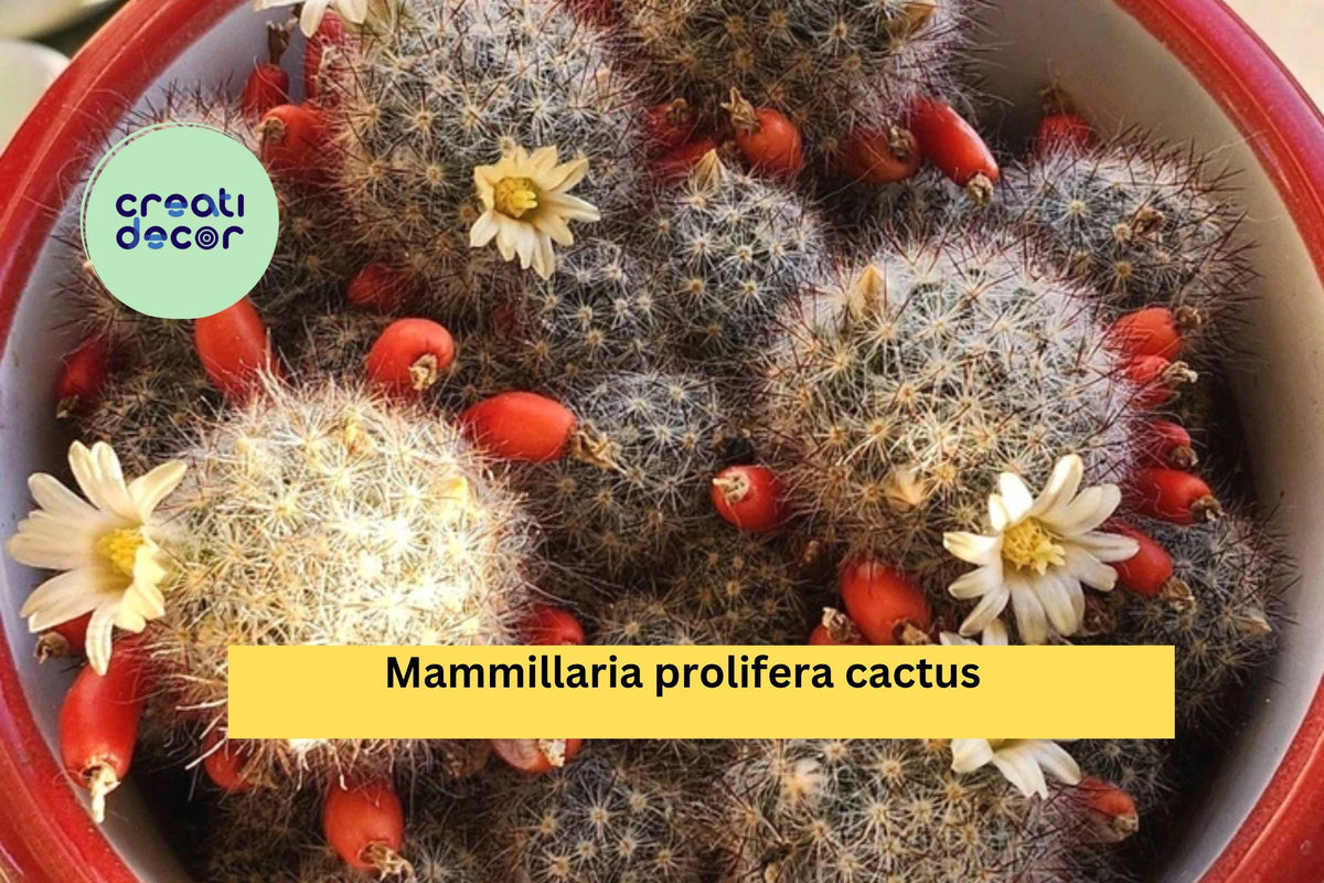 Mammillaria prolifera Cactus Starter Pups – Small Flowering Succulent with Yellow Blooms – Easy Care, Drought Tolerant, Clumping Plant