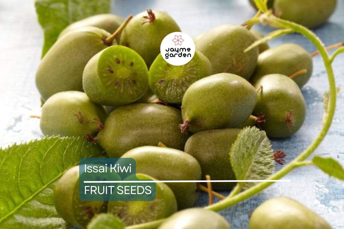 50 Issai Kiwi Seeds – Cold Hardy Actinidia arguta Superfruit Vine for Edible Landscaping & Vertical Gardening