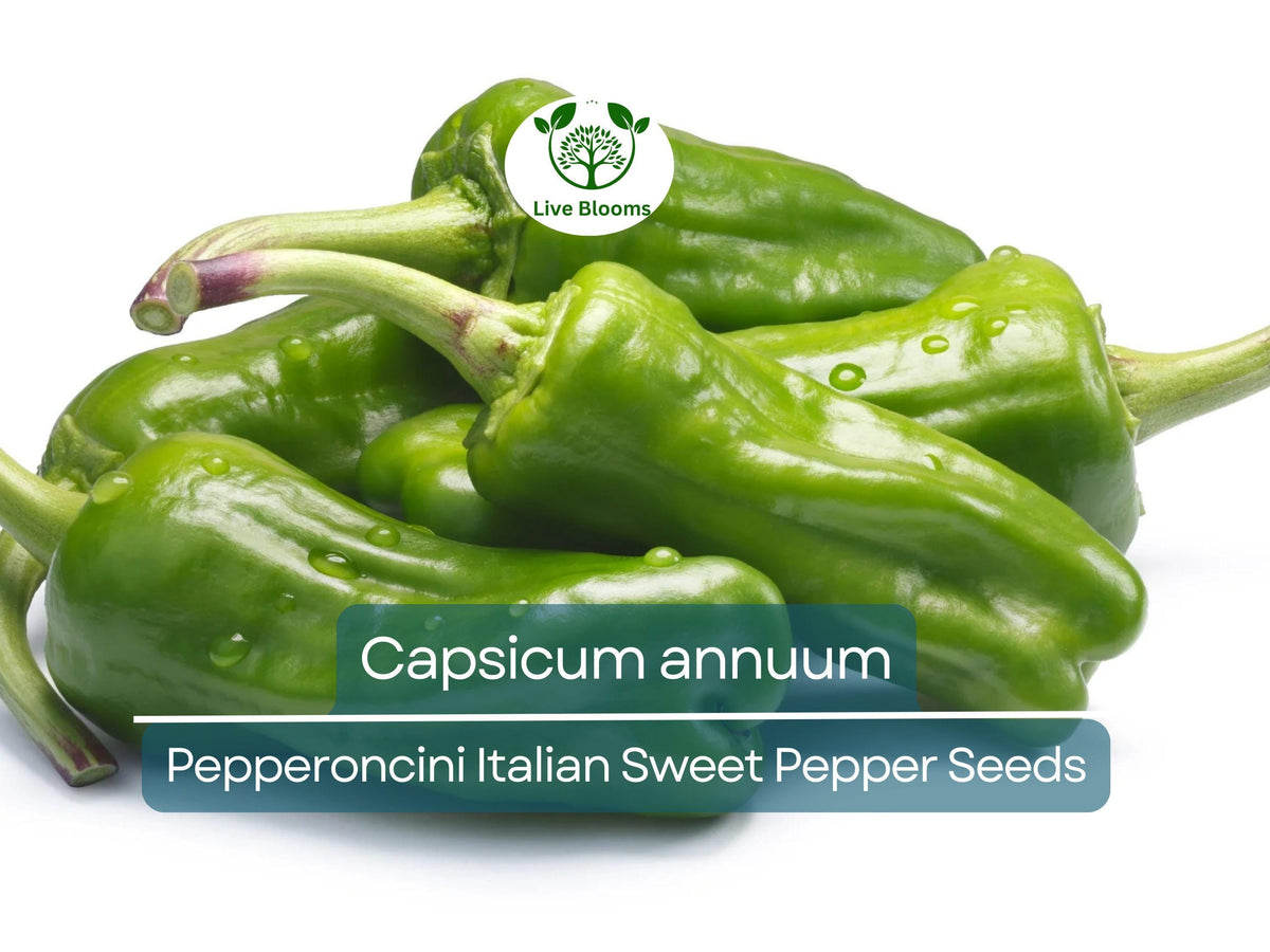 Pepperoncini Italian Sweet Pepper Seeds 250mg | Capsicum annuum Heirloom Mild Pepper for Pickling & Culinary Use