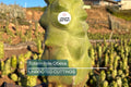 Totem Pole Obesa Cactus Cutting 9.5-12” | Unrooted, Easy Propagation, Drought Tolerant, Lophocereus schottii var. monstrosus