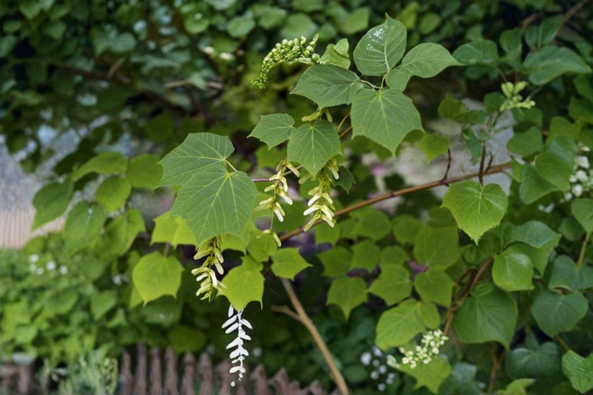 Manchurian Striped Maple Seeds – Acer tegmentosum, Ornamental Tree with Green Striped Bark, Four-Season Interest, Deciduous Garden Tree