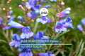 Blue Beard Tongue Seeds – Penstemon spectabilis, Drought-Tolerant Wildflower for Butterfly & Hummingbird Gardens
