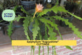 Epiphyllum 'Kaguyahime' Cutting | Rare Orchid Cactus Hybrid | Small-Flower Trailing Epiphyllum | Exotic Indoor or Hanging Plant