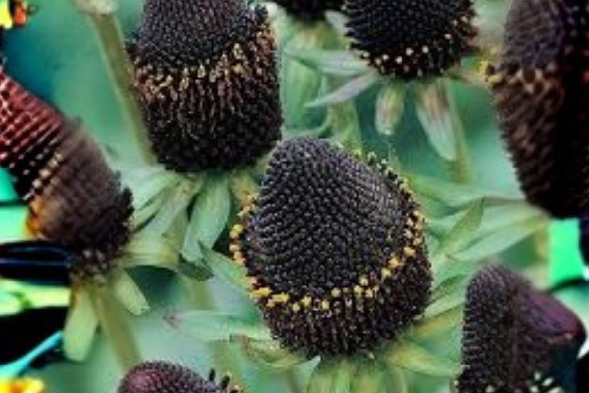 Western Coneflower Seeds – Rudbeckia occidentalis – Native Wildflower, Pollinator Plant, Perennial, Full Sun, 75 Seeds