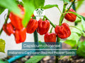 250 mg Habanero Caribbean Red Hot Pepper Seeds – Capsicum chinense, Heirloom, Extra-Hot, Spicy Garden Seeds for Hot Sauce & Salsas