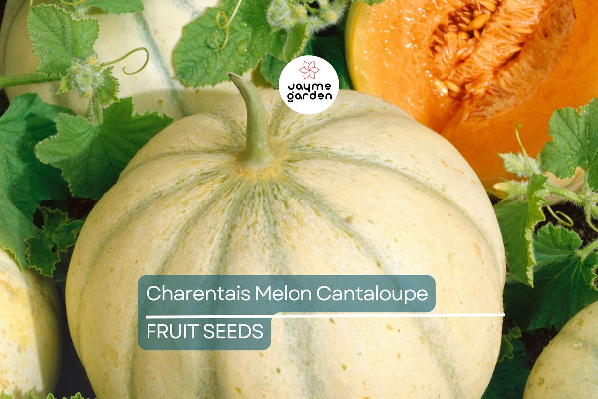Charentais Melon Seeds - Organic Heirloom French Cantaloupe, Non-GMO, Sweet & Fragrant, Rare Garden Fruit, Compact Melon Seeds