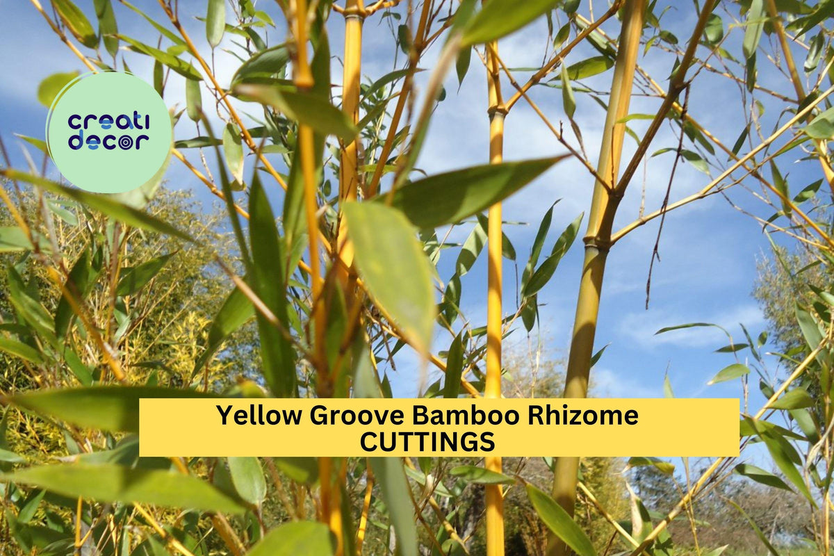 3 Yellow Groove Bamboo Rhizome Cuttings | Phyllostachys aureosulcata | Cold Hardy Zone 5+ | Fast-Growing Privacy Screen
