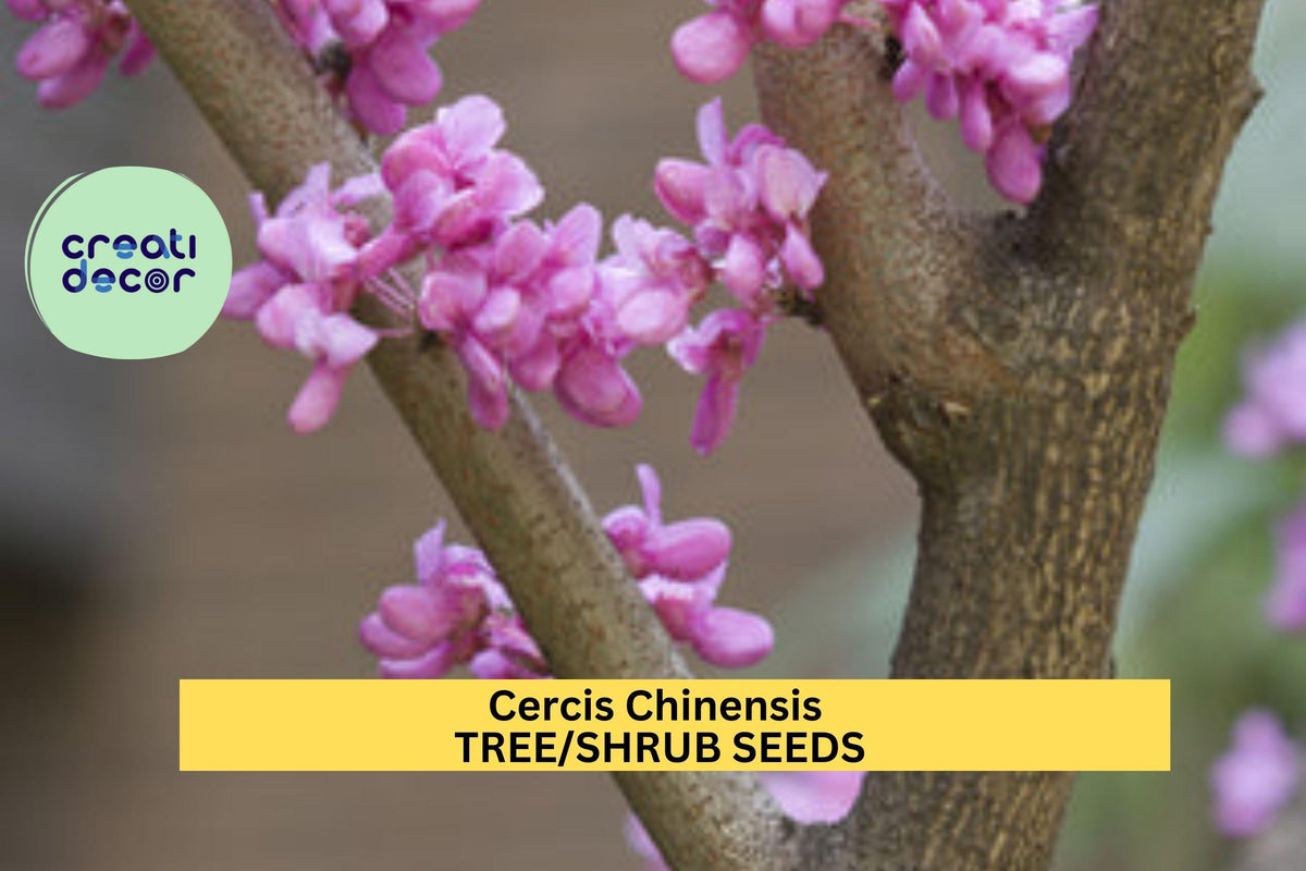 3pcs Cercis chinensis Chinese Redbud Tree Seeds – Pink Flowering Ornamental Shrubs for Garden, Landscape, and Borders