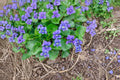 Common Blue Violet Seeds – Viola sororia Native Wildflower, Edible Ground Cover, Pollinator-Friendly, 25 Seeds